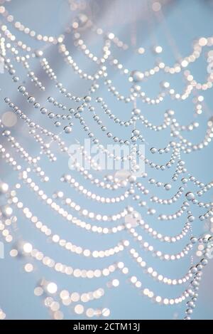 Close up of round drops of dew on a cobweb, blue abstract background. Macro photo of dew drops with bokeh. Stock Photo