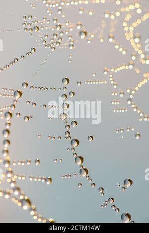 Close up of round drops of dew on a cobweb, blue abstract background. Macro photo of dew drops with bokeh. Stock Photo