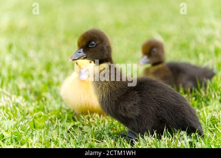 Small newborn ducklings walking on backyard on green grass. Yellow cute duckling running on meadow field on sunny day. Stock Photo