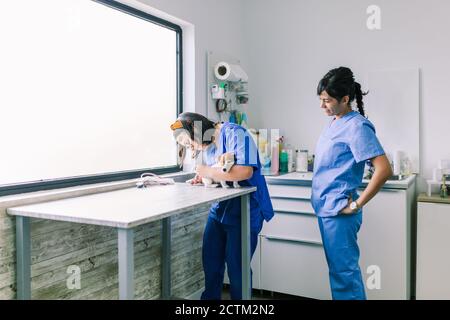 Veterinary with a dog for a review in the clinic Stock Photo