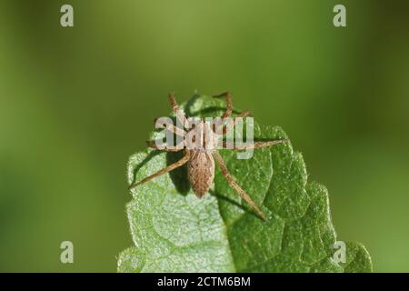 A young nursery web spider (Pisaura mirabilis) of the family Pisauridae on a leaf. Netherlands, September. Stock Photo