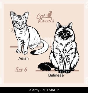 Cat Breeds - Asian, Balinese - Cheerful cats isolated on white - vector set Stock Vector