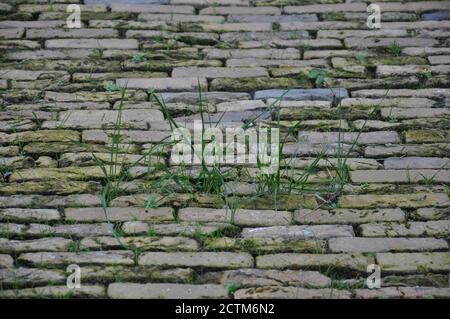 A ground level view of an uneven old cobbled road. The disused road has grass growing in between the moss covered stones. Stock Photo