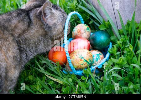 curiously gray cat sniffs the blue basket with Easter eggs standing on the green grass near the stump Stock Photo