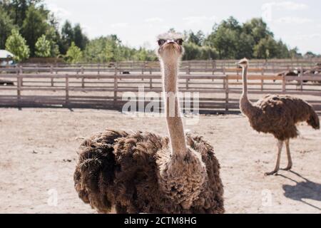 ostriches on an ostrich farm behind fence Stock Photo