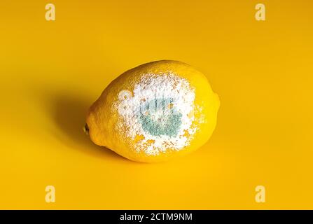 Yellow spoiled lemon with mold on a yellow background Stock Photo