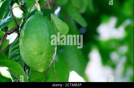 Swinglea glutinosa fruit on tree in the garden. Stock Photo