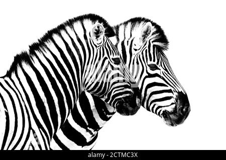 Zebras on white background isolated close up side view, two zebra head portrait in profile, black and white art photography, striped animal pattern