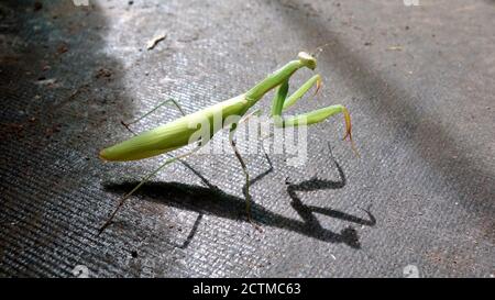 Close up shot of a praying mantis on the floor of a house Stock Photo
