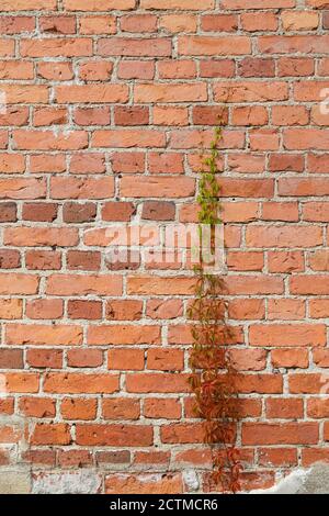 Colorful vine plant on an old brick wall on a sunny day in the autumn, viewed from the front. Stock Photo
