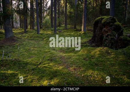 Beautiful view of mossy ground and trees in a lush and verdant forest at the Helvetinjärvi National Park in the Pirkanmaa region in Finland at autumn. Stock Photo