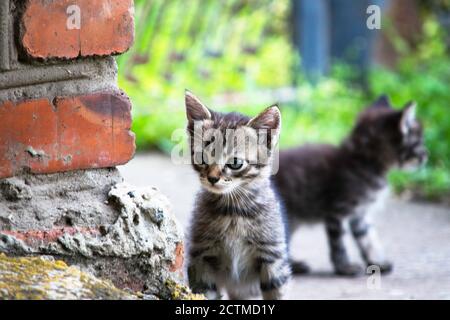 little gray kitten peeks out from behind a brick wall Stock Photo