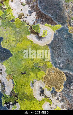 Colorful Map lichen on a rock as a abstract pattern Stock Photo