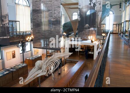 Monaco Oceanographic Museum Mockup and skeleton of a sperm whale.  Physeter macrocephalus or cachalot is the largest of the toothed whales. Stock Photo