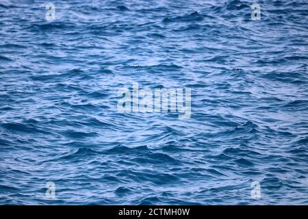 Water surface of deep blue sea. Soft waves texture, ripple water for background Stock Photo