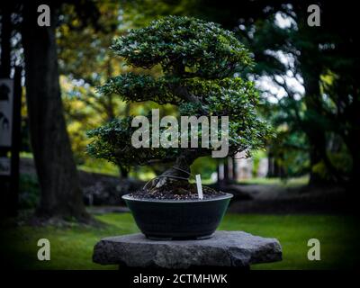 An ornamental Bonsai tree in Botanical garden of Prague, Czech Republic,  Europe Stock Photo - Alamy