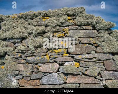 Beard moss lichen on a dry stone wall in Shetland, Scotland, UK Stock Photo