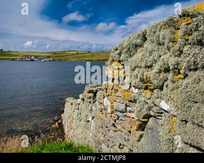 Beard moss lichen on a dry stone wall on a sunny day in summer in Shetland, Scotland, UK - the marina of Burravoe appears in the background. Stock Photo