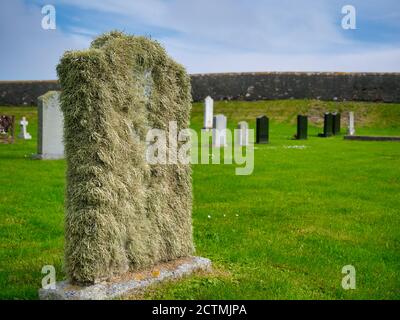 Beard moss lichen on a grave stone in Shetland, Scotland, UK Stock Photo