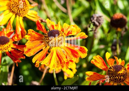 Helenium 'Waltraut' Stock Photo