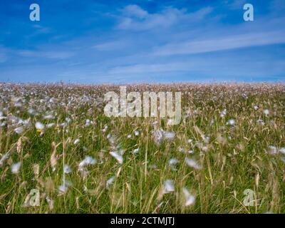 With a long exposure to produce a motion blur, a view of white cotton grass flowers blowing in the wind on Shetland, Scotland, UK Stock Photo