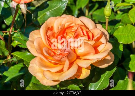 Rosa Golden Beauty 'Korberbeni' Stock Photo