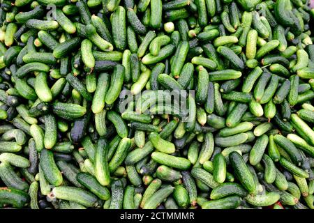 Freshly harvested raw organic Turkish mini cucumbers, in a farmers produce market, Istanbul, Turkey Stock Photo