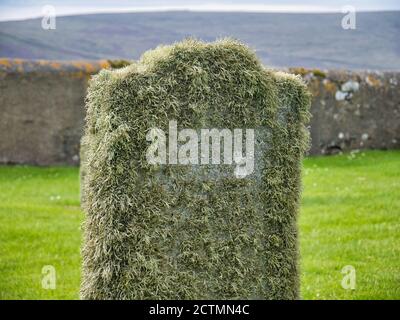 Beard moss lichen on a grave stone in Shetland, Scotland, UK Stock Photo