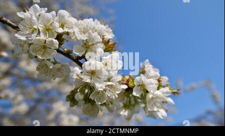 Branch of blooming Japanese cherry (prunus serrulata, also hill cherry, oriental cherry) with white blossom. Focus on blossoms with Bokeh background. Stock Photo