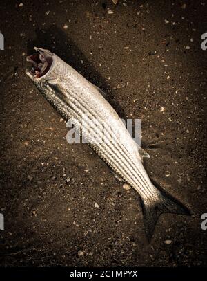 sea fish Mullet without head on beach Stock Photo