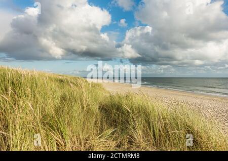 Beach with sand dunes and marram grass, blue sky and clouds in soft evening sunset light. Hvidbjerg Strand, Blavand, North Sea, Denmark.