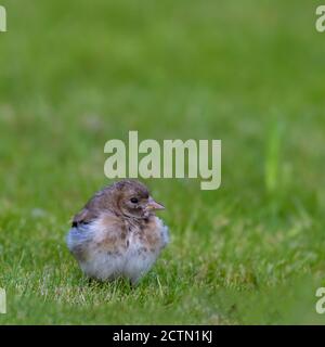 Juvenile Goldfinch in the grass Stock Photo