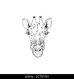 Vector image the giraffe head on the white background, Giraffe Logo, Giraffe Head Tattoo, Vector giraffe head for your design. Stock Vector