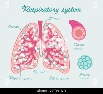 Patient-friendly floral scheme of Healthy human lungs. Structure of lungs - hand drawn medical diagram Stock Vector