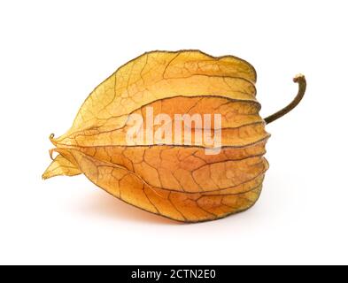 Physalis fruit isolated on white Stock Photo