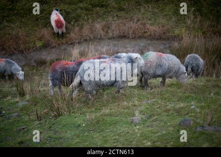 Herdwick sheep graze on moorland near Hawkshead in Cumbria. 24 December 2011. Photo: Neil Turner Stock Photo