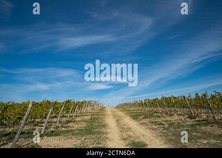 Vineyards in Tucany, Italy, near San Gimigiano Stock Photo