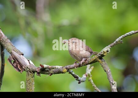 A house wren holds a spider in its beak while perched on a branch. Green background of the springtime leaves.