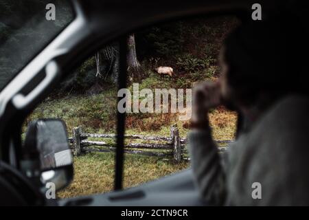 Side view of unrecognizable blurred male traveler sitting in car and observing wild deer pasturing in woods Stock Photo