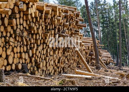 Stacked logs from felled spruces in the Taunus (Germany) near Oberursel Stock Photo