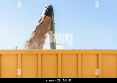 Low angle of detail of combine harvester pouring wheat grain in trailer while working in agricultural field in countryside Stock Photo