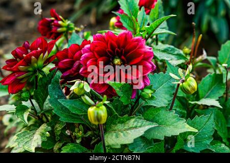 Dahlia, Georgia (Dahlia Cav.) A flower with deep red petals, in full bloom against other flowers Stock Photo