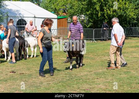 Kieldrecht, Belgium, September 1, 2019, woman with a calf and bystanders at a competition for cows Stock Photo