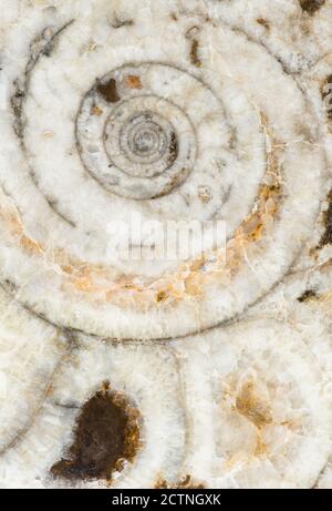 Macro photograph of a sliced Goniatite fossil showing the interior chambered structure in the Atlas Mountains in Morocco Stock Photo