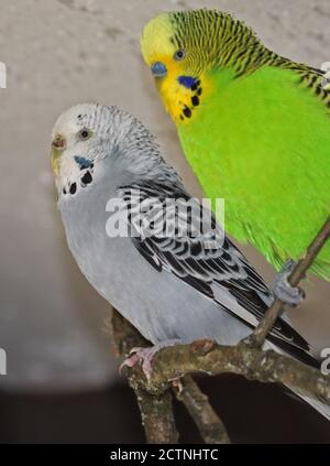 Grey and Green Budgies Stock Photo
