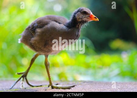 Young common moorhen, gallinula chloropus in side view walking on large feet in front of blurry green leaves in the sun Stock Photo