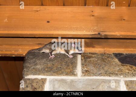 shy dormouse climbing wall in house Stock Photo