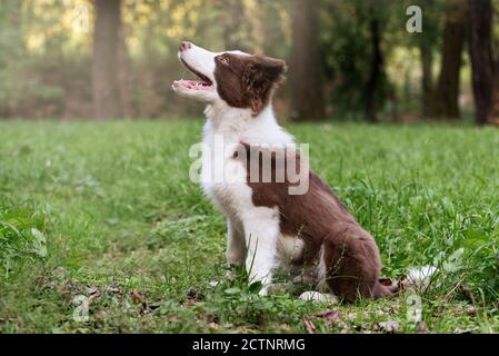 Adorable Border collie puppy sitting on the ground. Four months old cute fluffy puppy in the park. Stock Photo