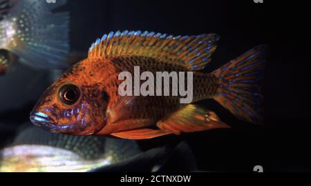 Peacock cichlid, Aulonocara sp. Rubin red Stock Photo