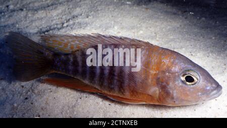 Peacock cichlid, Aulonocara sp. Rubin red Stock Photo